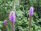 liatris spicata