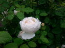 o ploaie dorita....si savurata de rose
