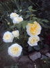 DSC00281