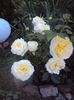 DSC00282