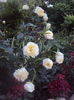 DSC00283