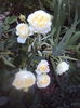 DSC00289