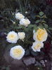DSC00290