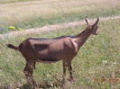 Caprioara frumoasa-654