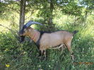 Cezar la umbra