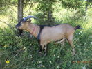 Cezar la un molid-1