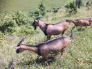 Coboram in Paraul Baicaului