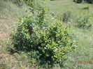 Dracila verde