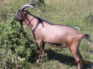 Ienuparul cam inteapa