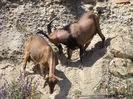 Incercam picioarele in panta