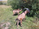 La salcie capreasca-43