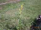 Lumanarica planta medicinala