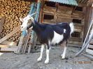 Steluta e cuminte