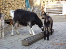 Steluta si Cezara