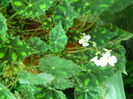 DSCN8254