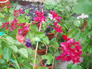DSCN8259