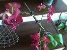 IMG_20140710_120056-Copy