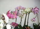 CIMG6236