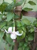 DSC04459