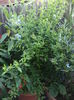DSC04468