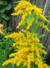 solidago