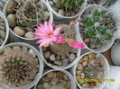 SAM_0518