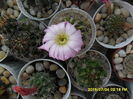 SAM_0520