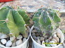 SAM_0553