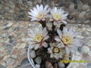 SAM_0564