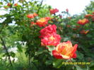 SAM_9634