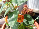 SAM_0473
