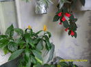 SAM_0475