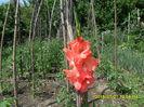 SAM_0466