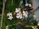 SAM_0597
