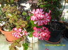 SAM_0600
