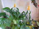 SAM_0603