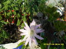 SAM_0604
