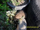 SAM_0593