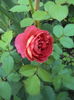 DSC00572