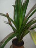 Bromelia?