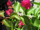 Picture My plants 4314