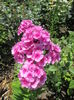 Phlox