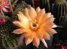 DSC08959
