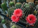 DSC09006