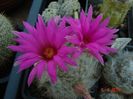 DSC09017