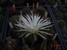 DSC09040