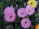 DSC09077