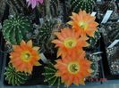 DSC09080