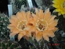 DSC09090