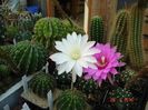 DSC09143